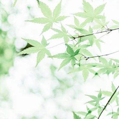 口袋数码兽ol手机版下载